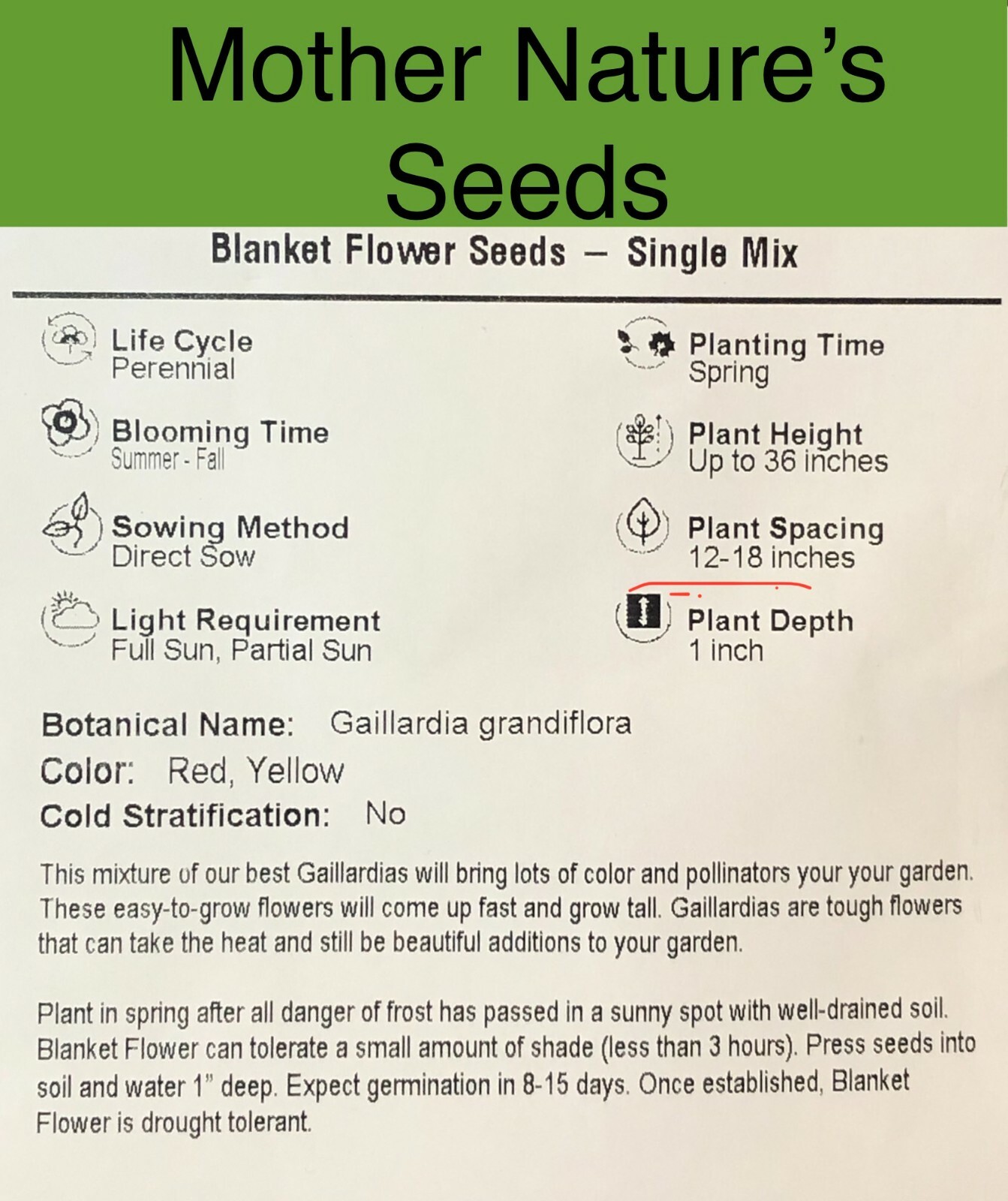 Blanket Flower SINGLE MIX Gaillardia Perennial Butterflies USA Non-GMO 100 Seeds
