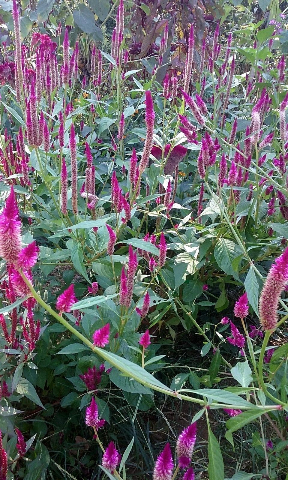 Hot Purple Candlestick Celosia – 5 FT TALL- 25 SEEDS – Easy to Grow -Comb.S/H