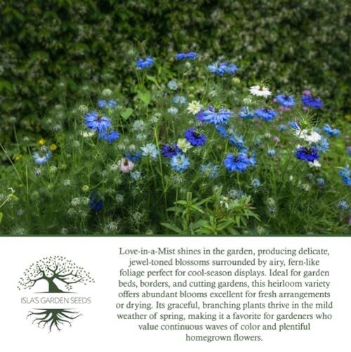 Love-in-a-Mist Mix Flower Seeds (Nigella damascena) – 200+ Non-GMO & Heirloom