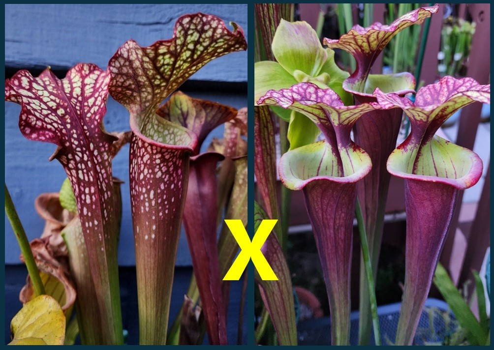 2025 SARRACENIA SEEDS: DRAGON QUEEN X KRIMZN TIDE [CARNIVOROUS PLANT SEED]
