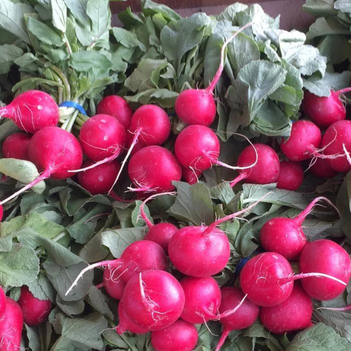 Pink Celebration Radish Seeds | Raphanus sativus Radishes Daikon New Color 2024
