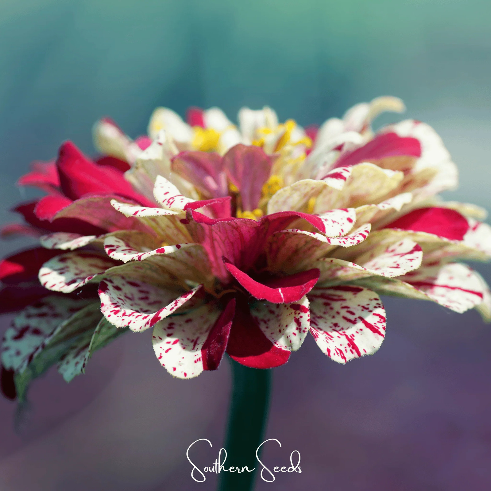 Peppermint Stick Zinnia – 50 Seeds