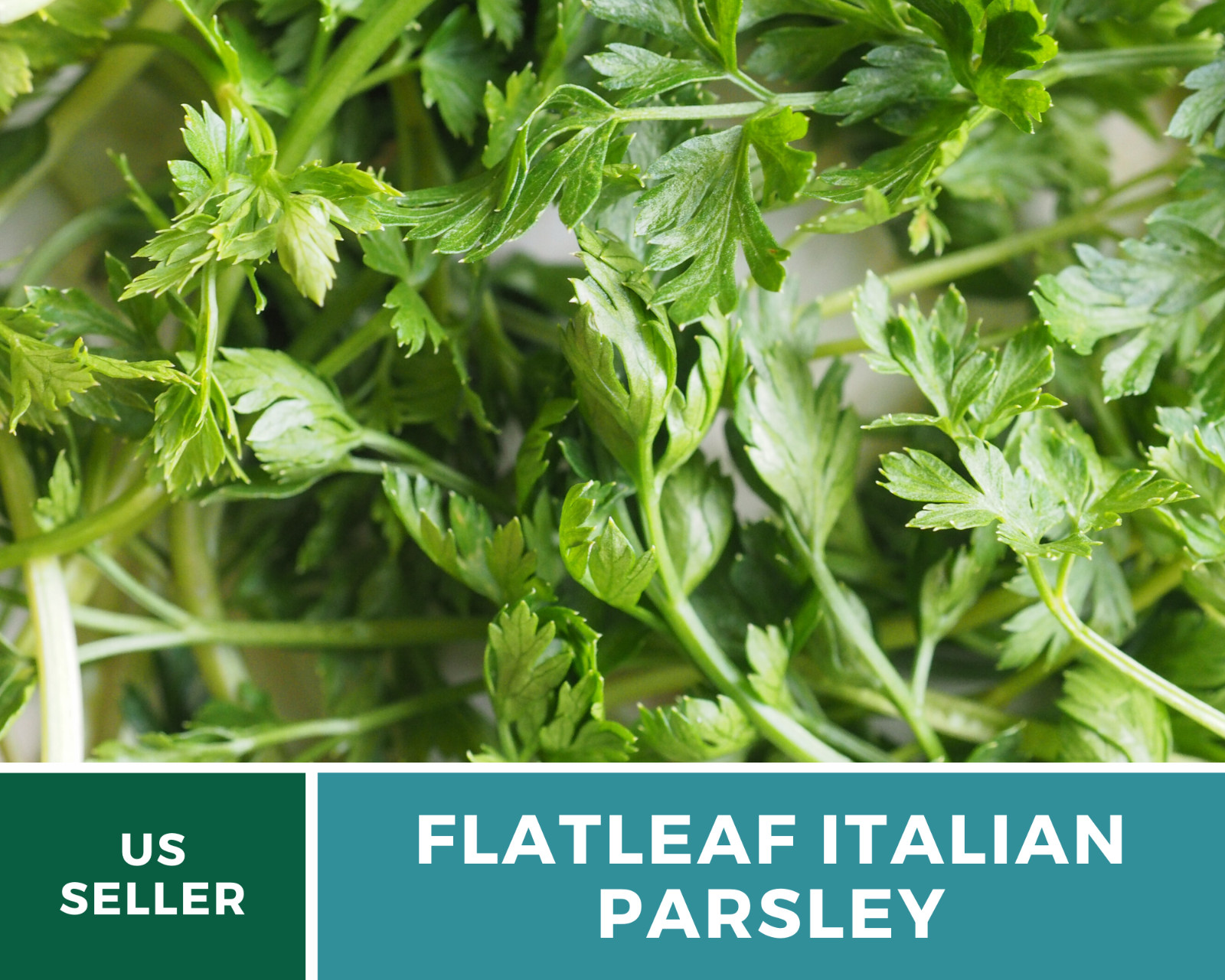 Parsley, Italian Flat Leaf – 200 Seeds – Non GMO