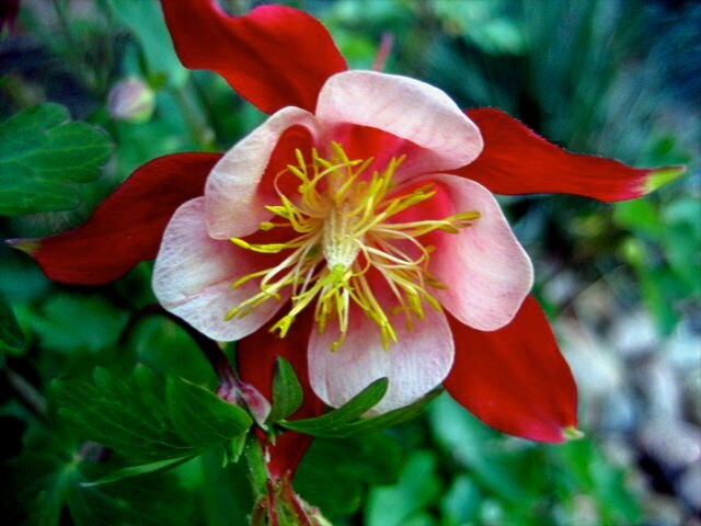 COLUMBINE MIX, 202+ SEEDS, ALL KINDS AND COLORS, AQUILEGIA, easy to grow, USA