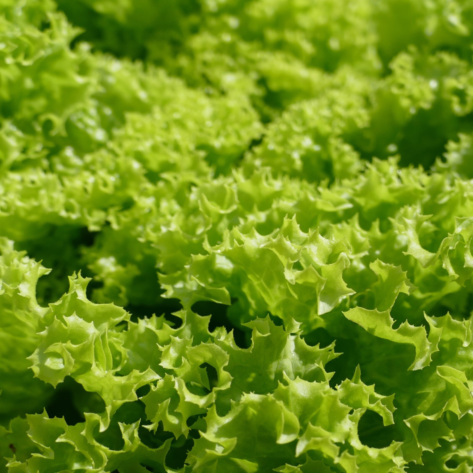 Endive Seeds, Curled Ruffec, Non-GMO, Heirloom, Fast Growing, Free Shipping