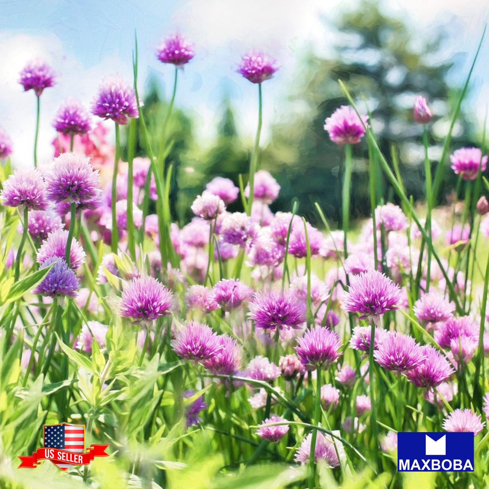 Chives Seeds Organic Non-GMO Heirloom Garden