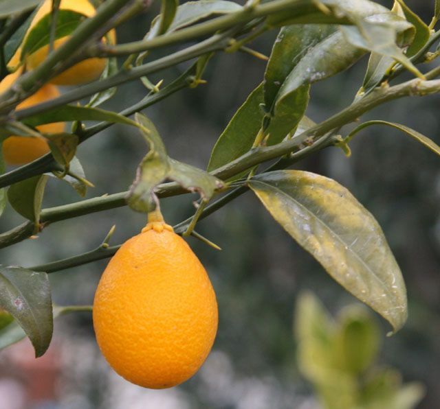 Citrus – Citrofortunella THOMASVILLE CITRANGEQUAT – COLD HARDY Tree SEEDS!