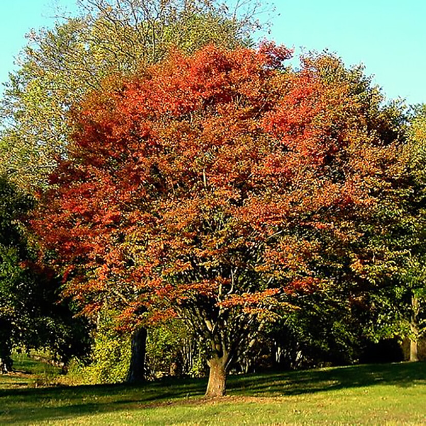 Japanese Zelkova, Zelkova serrata, Tree Seeds (Fast, Hardy, Fall Colors)