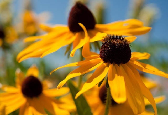 300 seeds Black Eyed Susan Hirta Yellow Fresh seeds + gift
