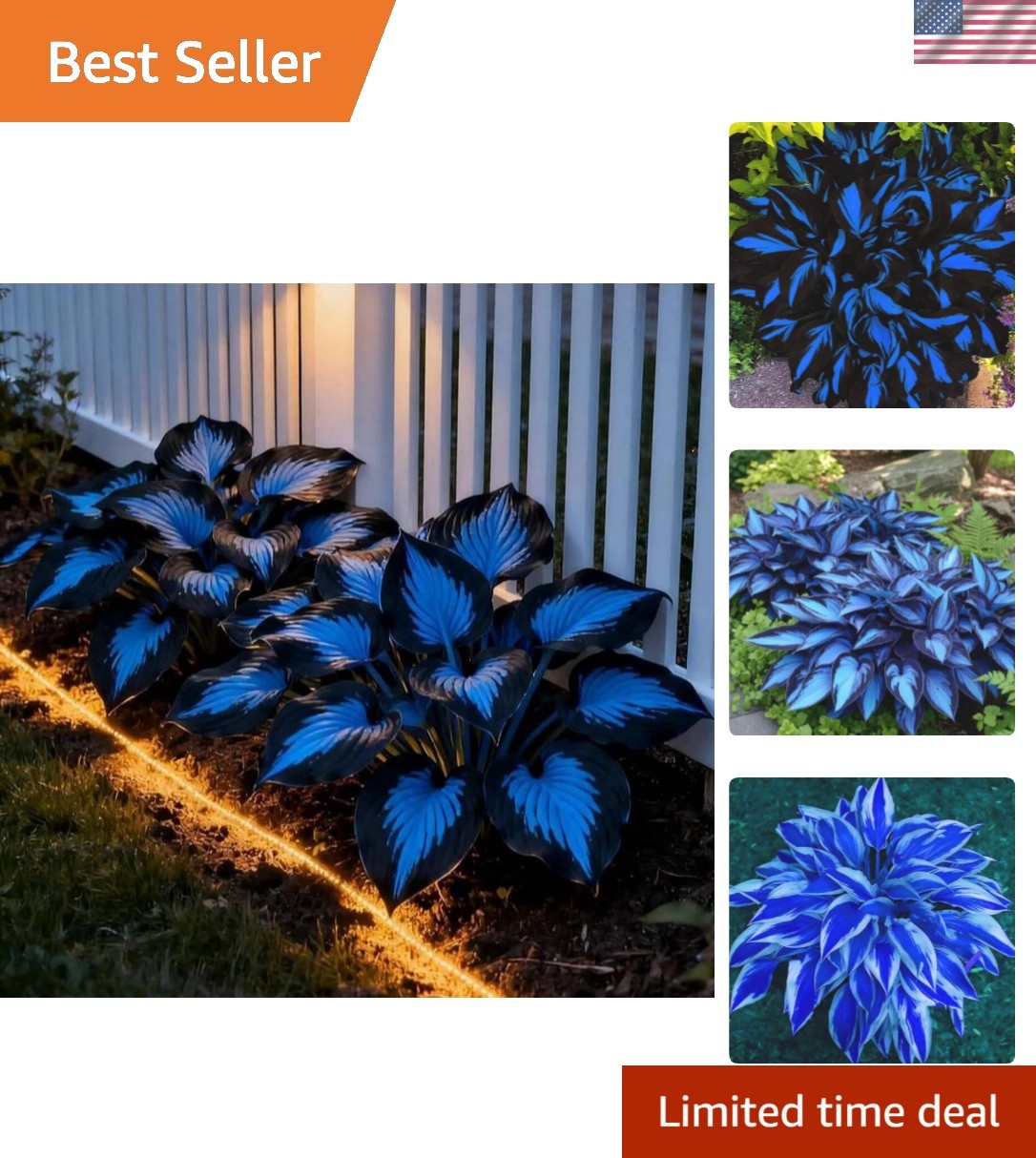 220+ Hosta Seeds Blue Perennial for Planting,Hosta Seeds Blue and Black,Rare …