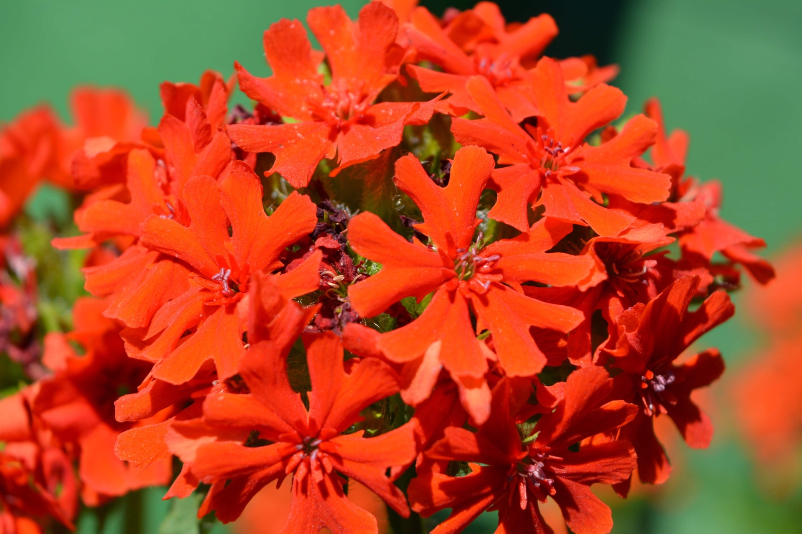 70 RED LYCHNIS Chalcedonica / Rose Campion / Catchfly Flower Seeds *Flat S/H