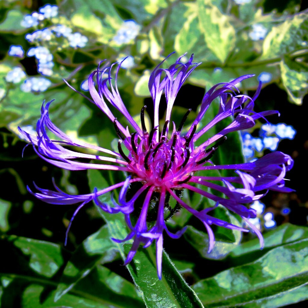 20 MOUNTAIN BLUE CORNFLOWER SEEDS PERENNIAL Centaurea montana Cold Hardy Plant
