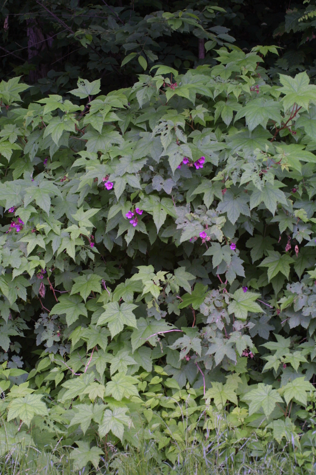 Purple-Flowering Raspberry, Rubus odoratus, Shrub Seeds