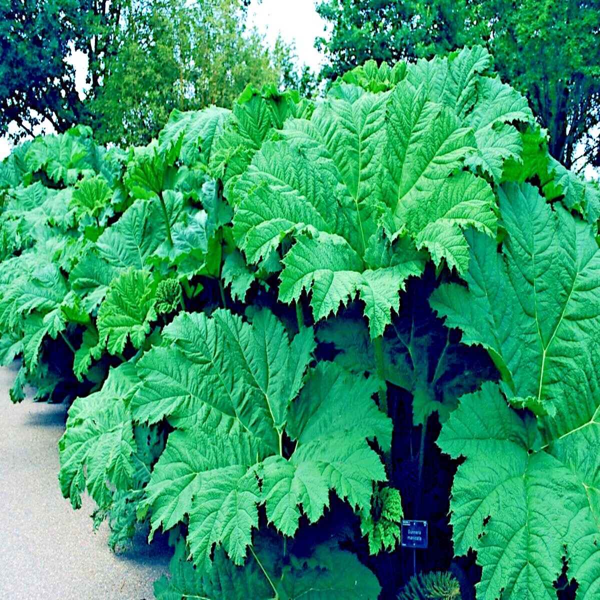GUNNERA MANICATA SEEDS “Dinosaur Food” Giant Hardy Exotic Flower Plant RARE!