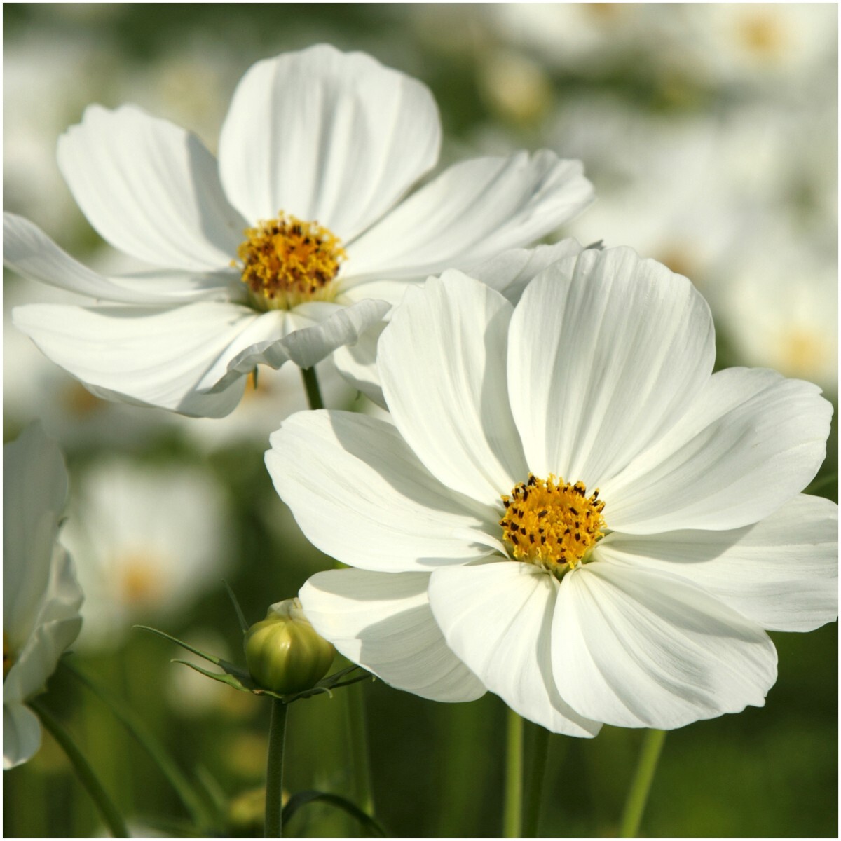Seed Needs Crazy Cosmos Mix 10+ Varieties NO FILLER – 1/2 LB