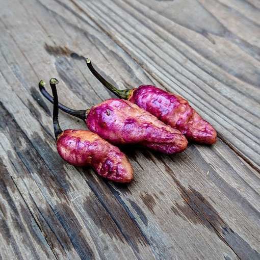 Purple Cream Pepper, 10 Seeds. Free Shipping!