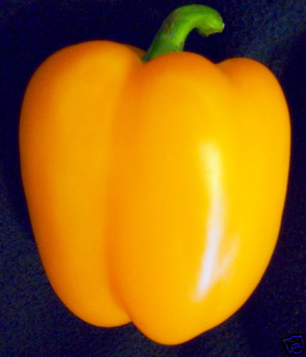 50+ GIANT SWEET SOLID FLESH ORANGE BELL PEPPER SEEDS 4″ x 3-4″ WIDE BLOCKY FRUIT