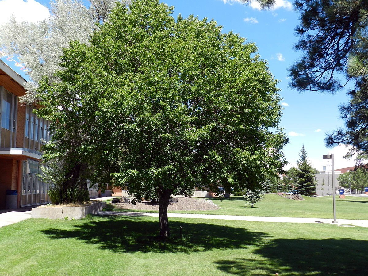 Black Cherry Tree Seeds (Prunus serotina) Hardy-3 Fast, Fall Color Flower Plant