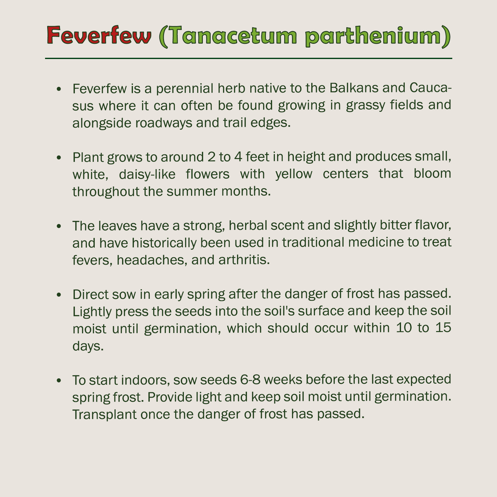 1000 Feverfew Seeds, Tanacetum parthenium, Medicinal Herb, Non-GMO, Genuine USA