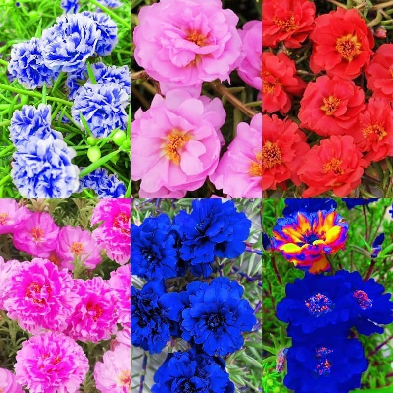 20000+ Moss Rose Flowers Seeds for Planting Outdoor-Portulaca Grandiflora Rose O