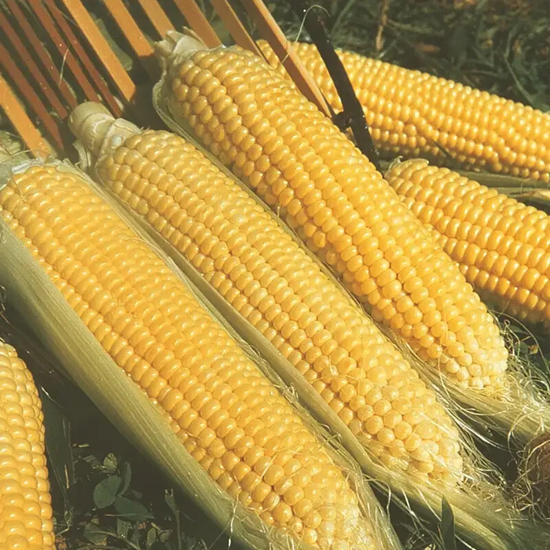 Kandy Korn Sweet Corn Seeds, Early Hybrid, SH2 High Sugar Content, FREE SHIPPING