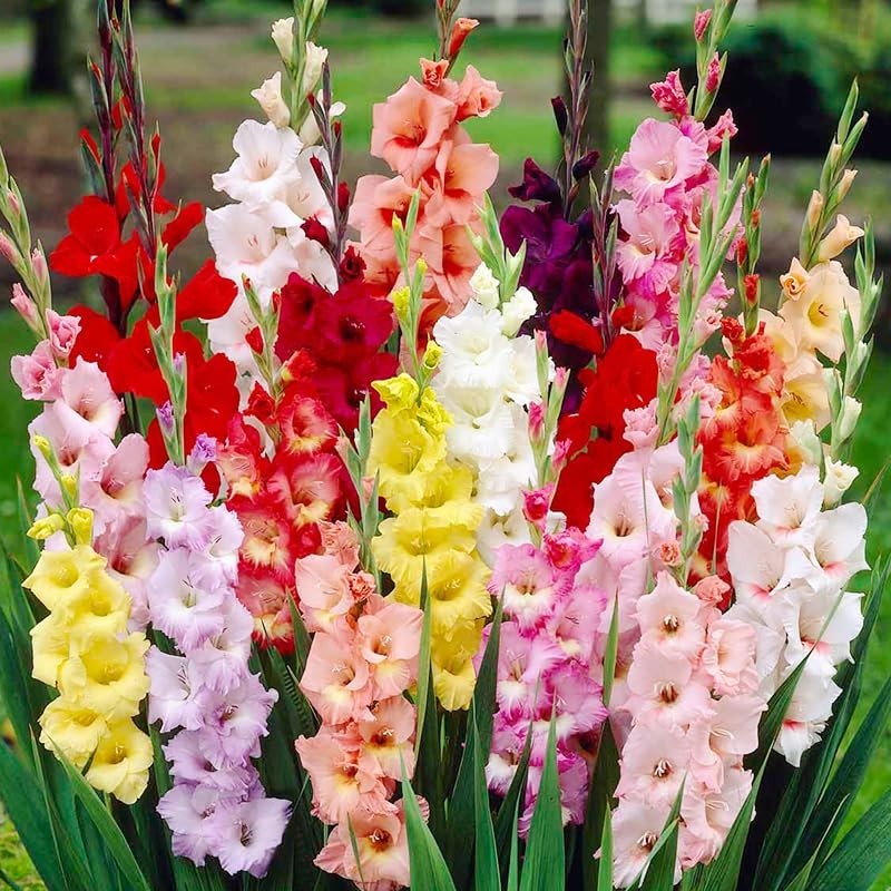 Assorted Gladiolus Flower Bulbs – 100 Count – Vibrant Colors – Perennial Cut Flo