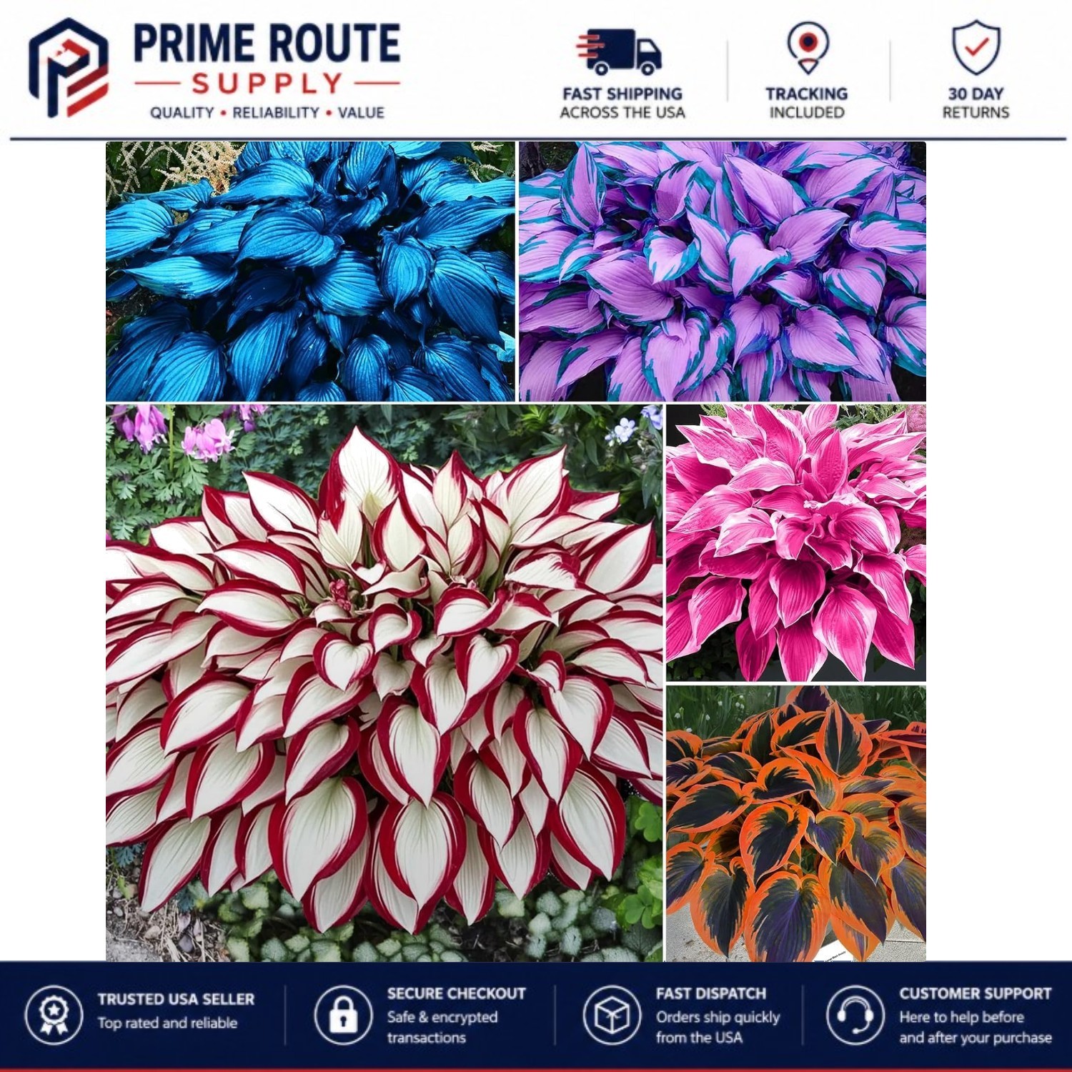 Perennial Hosta Plant Seeds – 100pcs Colorful Foliage for Easy Gardening