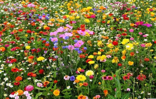 Wildflower Mix CUT FLOWERS Beautiful Blooms Heirloom USA Non-GMO 500+ Seeds!