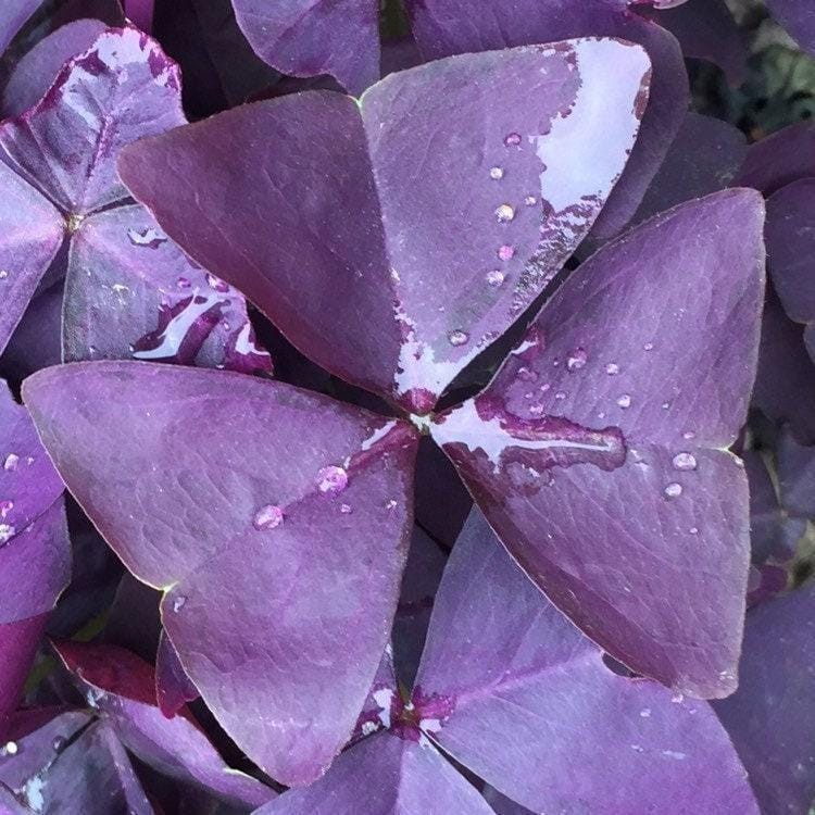Oxalis Triangularis “MYKE” Wood Sorrel (Purple Shamrock)-Bulb/Not Plant