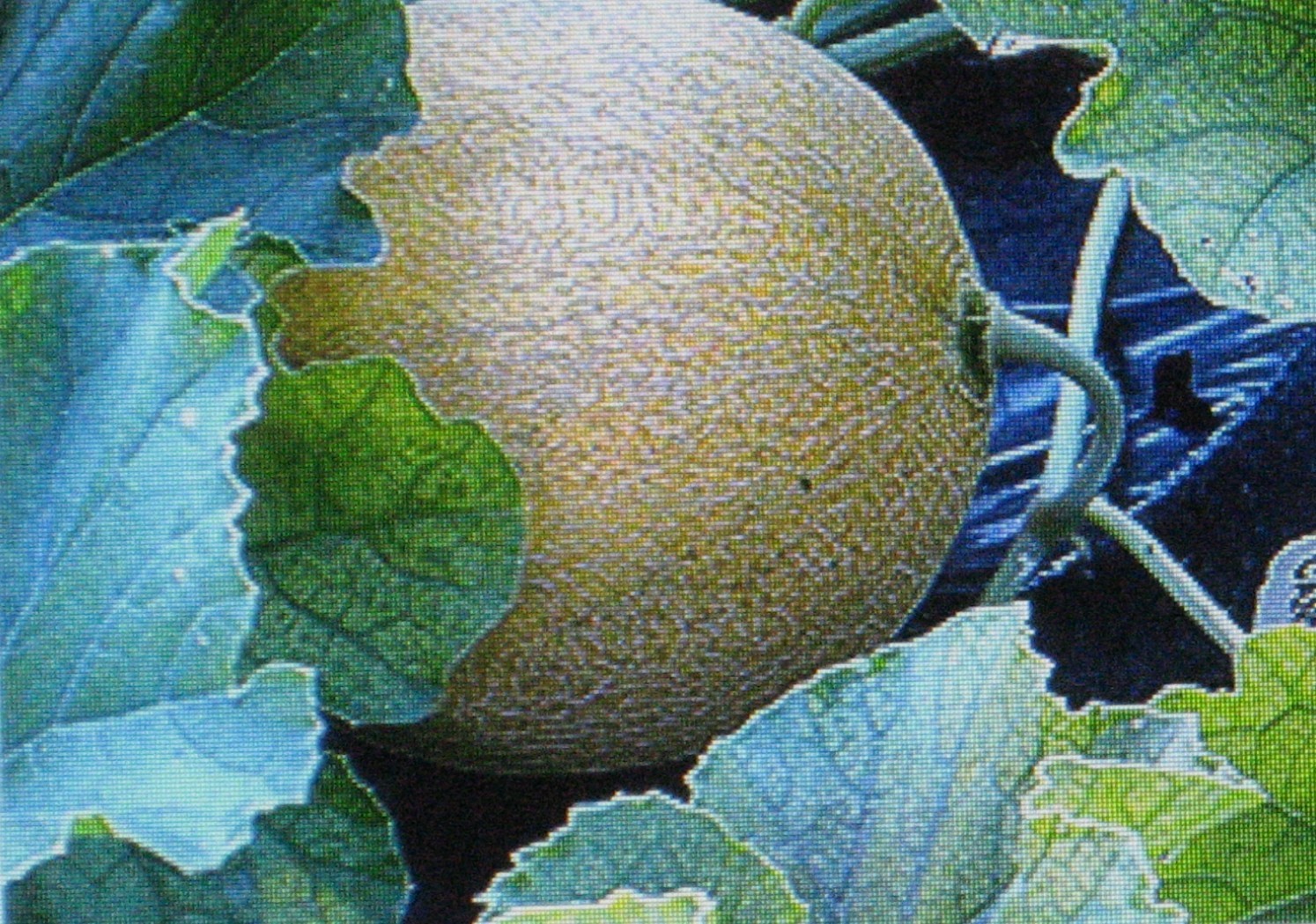 JUMBO CANTALOUPE * 7 SEEDS * HUGE *