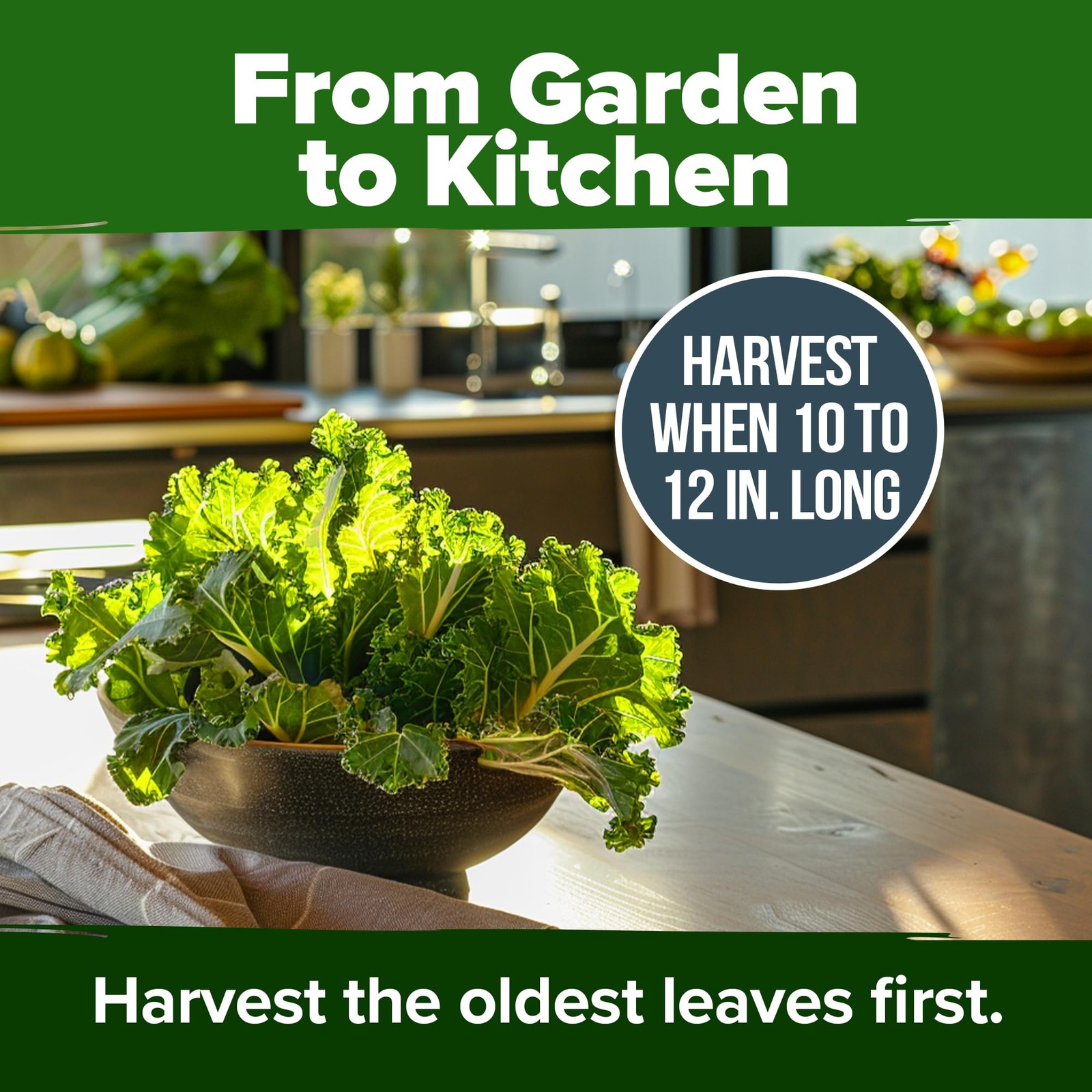 Georgia Southern Collard Green Seeds 600+ Heirloom NonGMO Seeds for Planting,…
