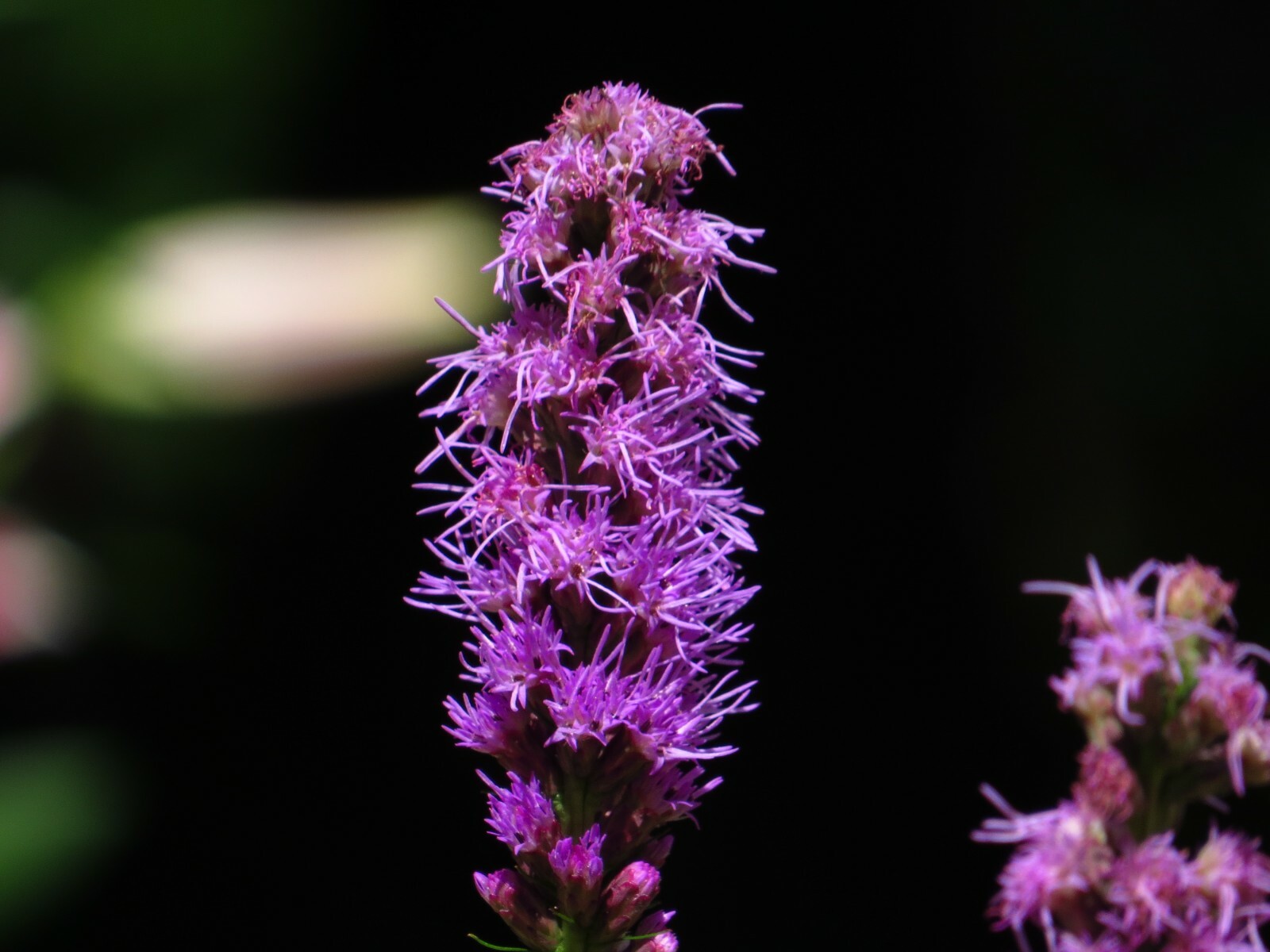 300+ Bright Purple Gayfeather/Blazing Star Flower Seeds.Perennial Native Flower.