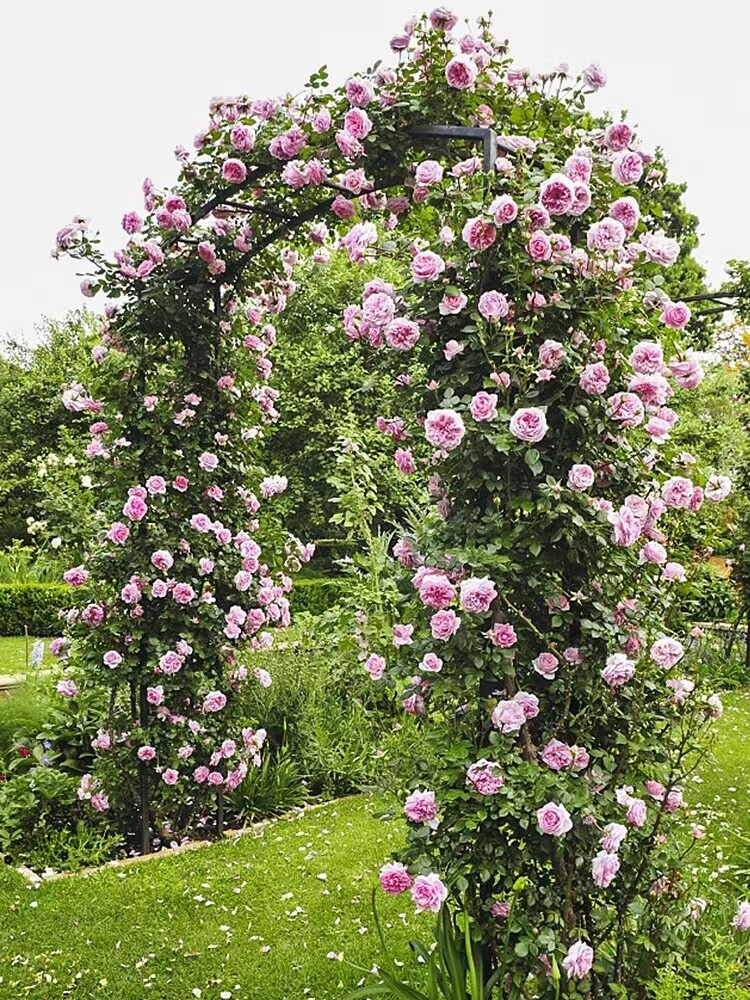 25 CLIMBING ROSE SEEDS Garden Plant Flower rare exotic USA seller FREE shipping