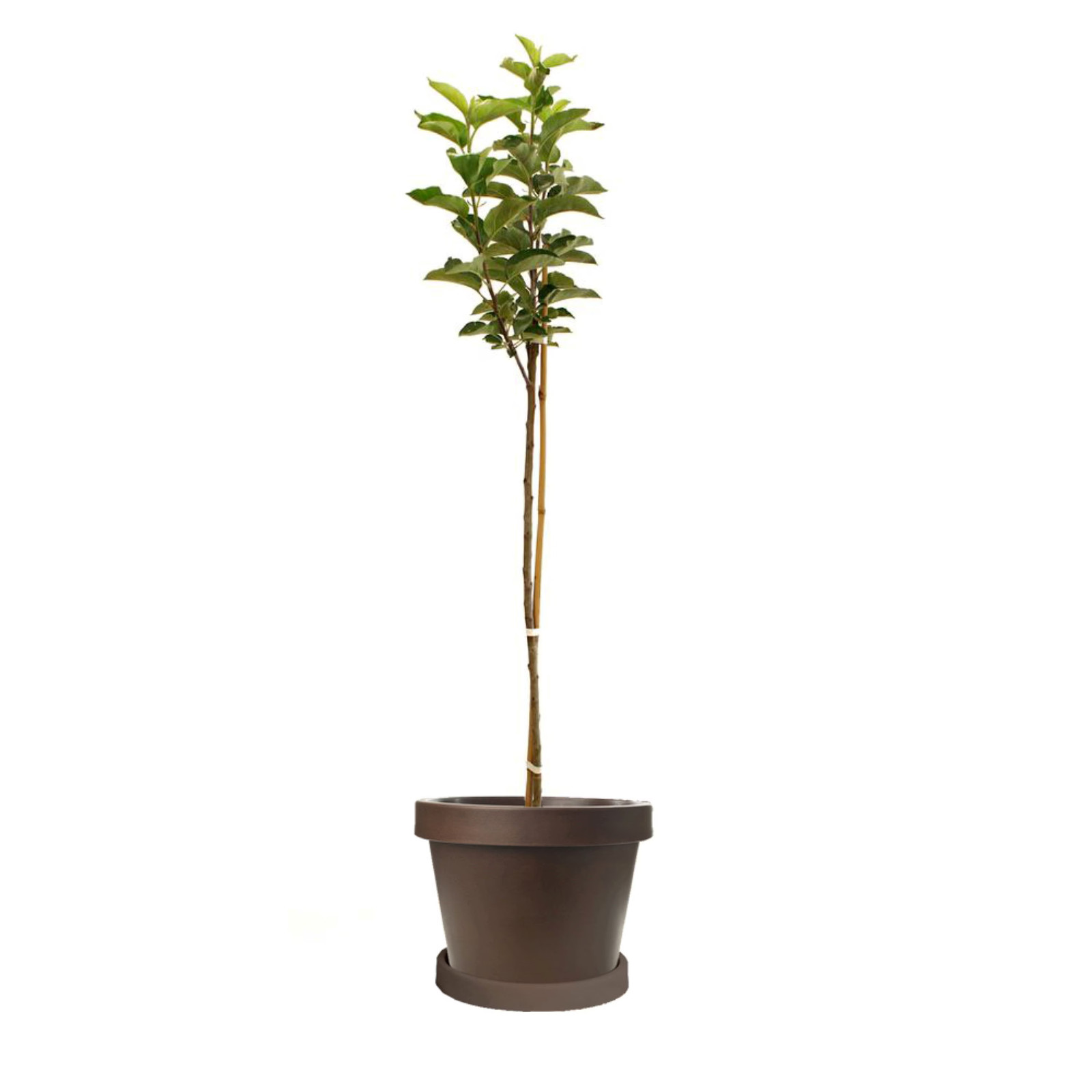 Red Fuji apple tree grafted 5x5x12 inches pot size 1 year old
