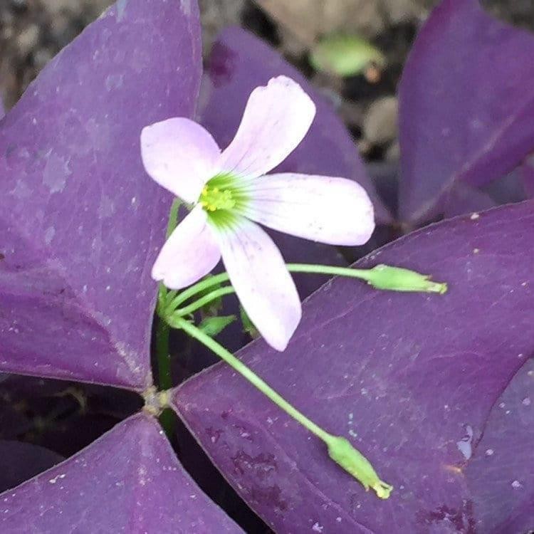 Oxalis Triangularis “MYKE” Wood Sorrel (Purple Shamrock)-Bulb/Not Plant