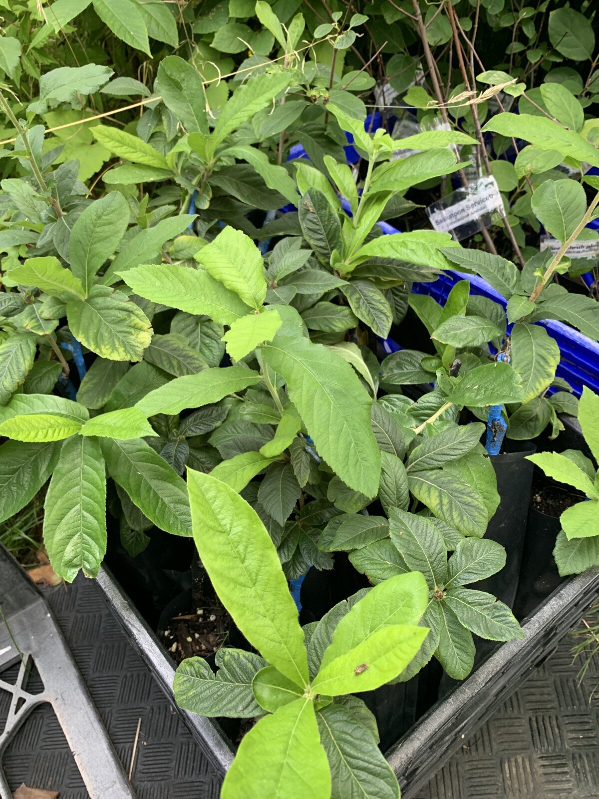 Breda Giant Medlar tree, Mespilus germanica, grafted 1 year old plant 1-2 ft.