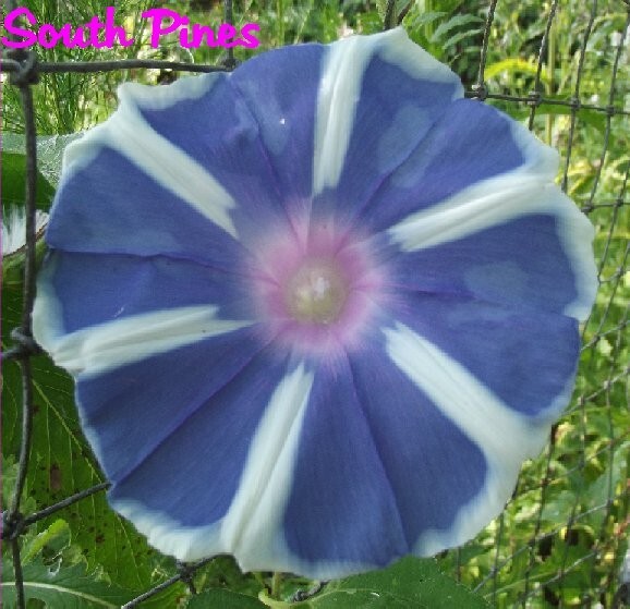 Fuji Country Blue – Japanese Morning Glory – ipomoea NIL – 6 seeds