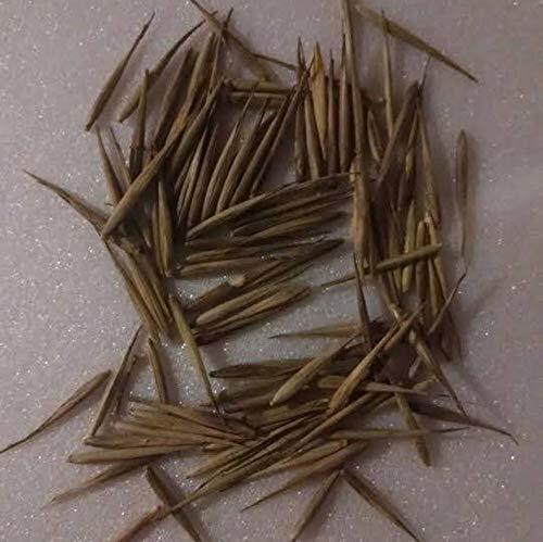 Rare Black Bamboo Seeds for Planting – 50+ Seeds – Grow Black Bamboo, Privacy
