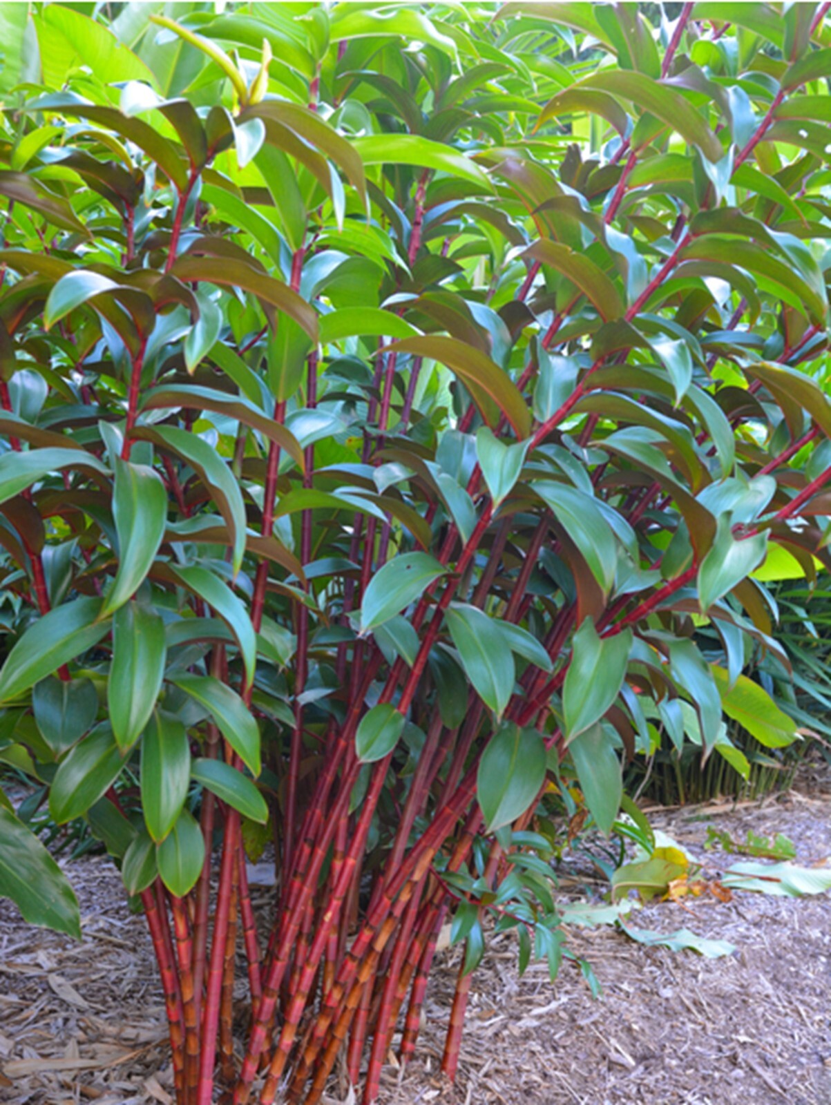 100 Red Stem Bamboo Seeds Perennial Seed Ornamental Privacy Shoot US SELLER