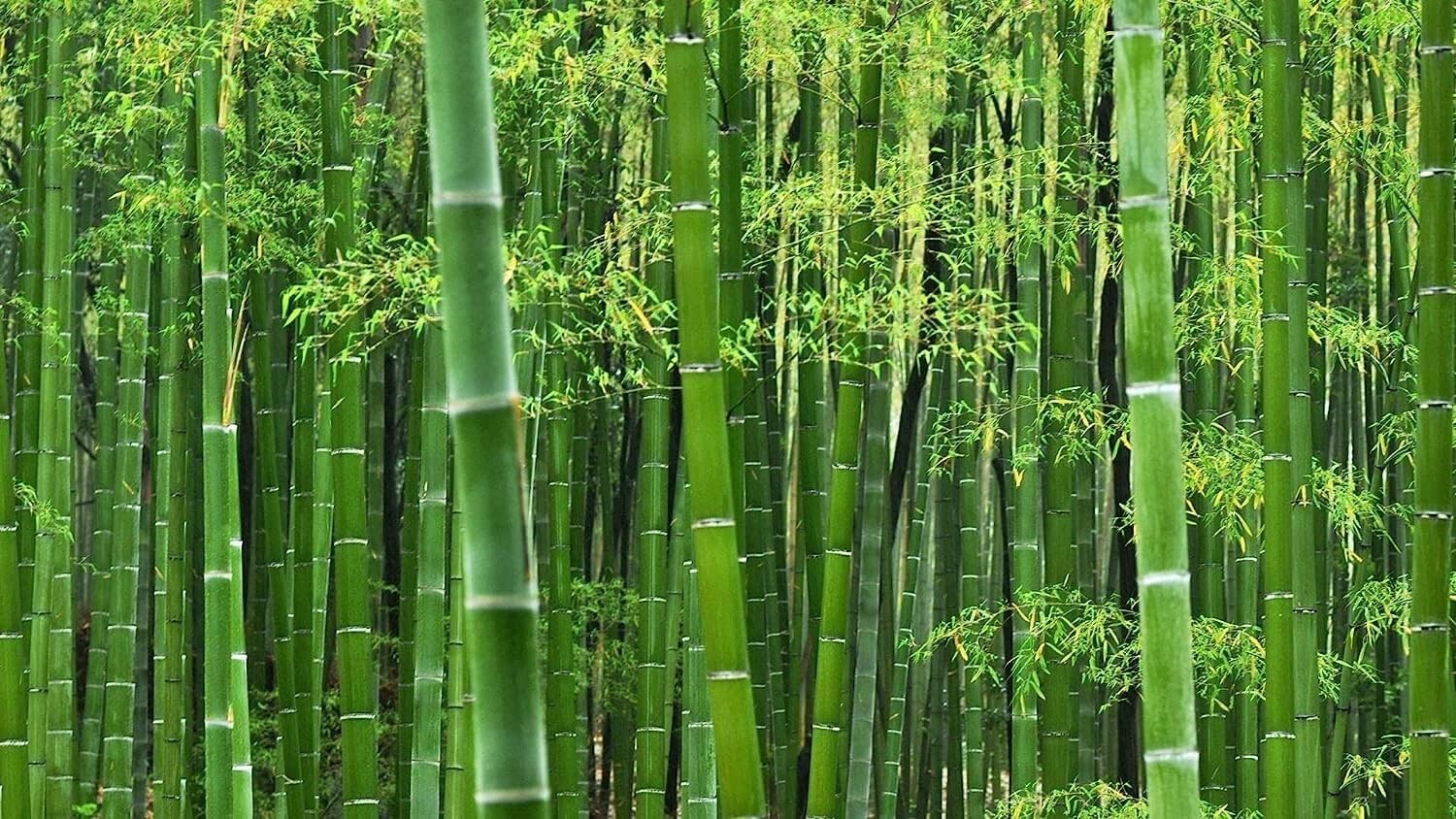 Giant Timber Bamboo Seeds for Planting | 100 Seeds | Exotic and Fast Growing