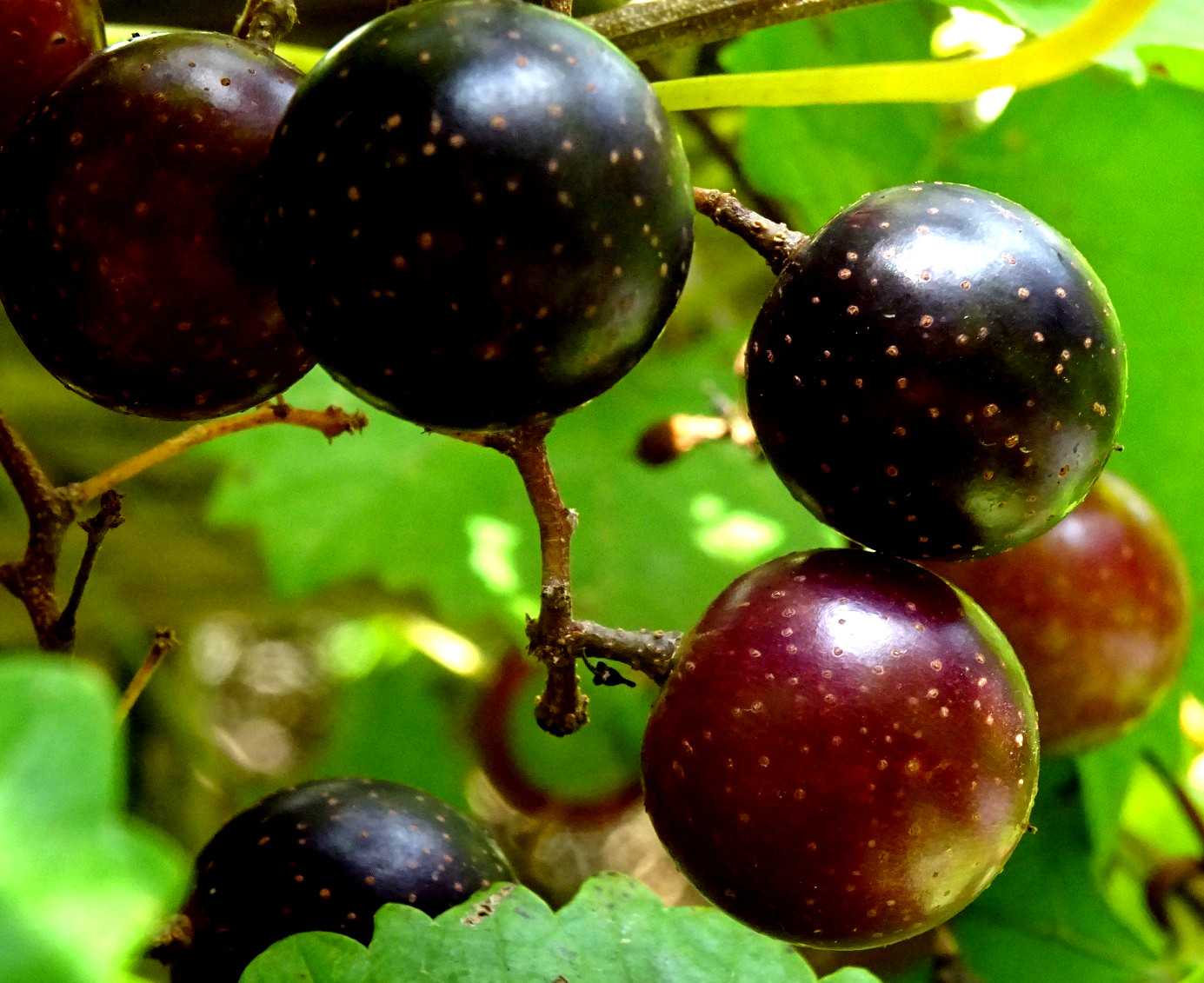 Muscadine Grape Black Noble Vine 30 seeds from 2025 Native perennial vine