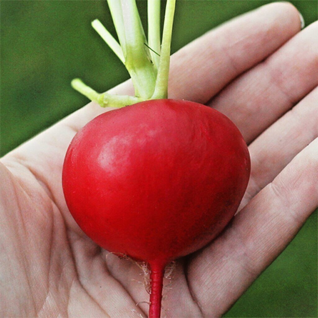 301+GERMAN GIANT RADISH Seeds Organic Heirloom Vegetable Mild Garden Container