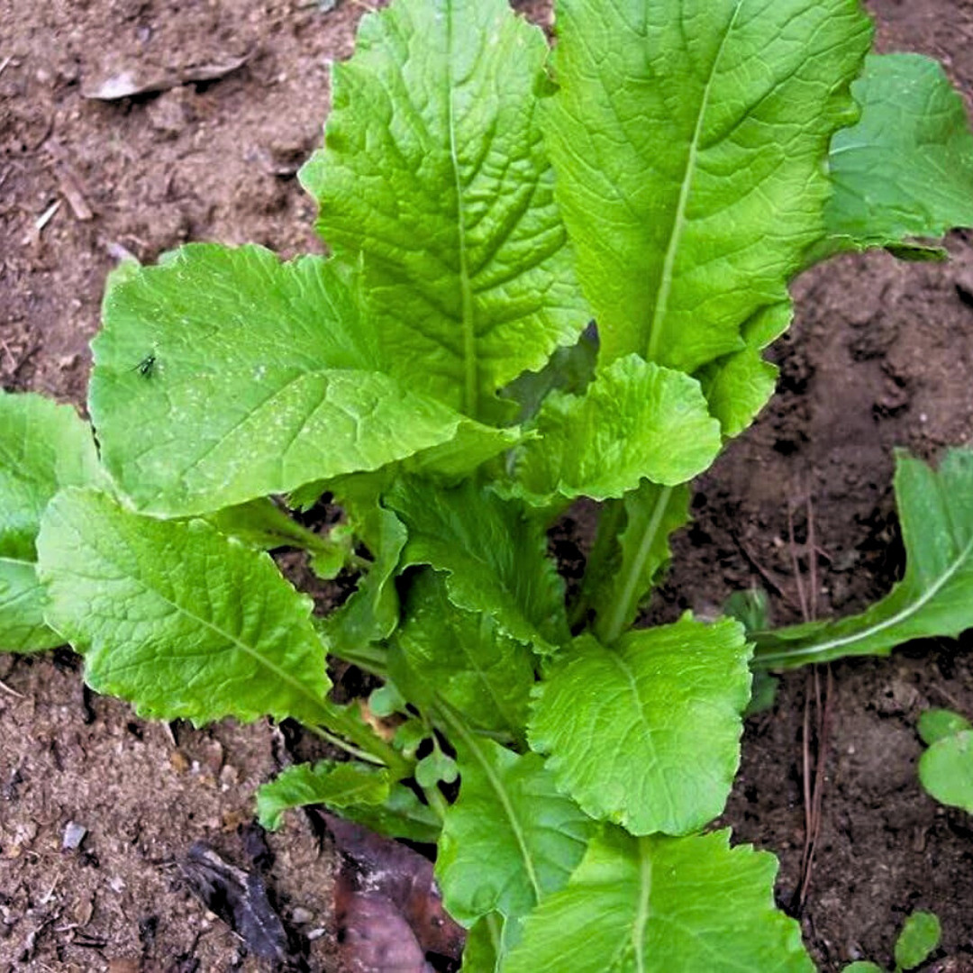 Fresh American Purple Top Rutabaga Seeds | Heirloom Non-GMO | Vegetable Seeds