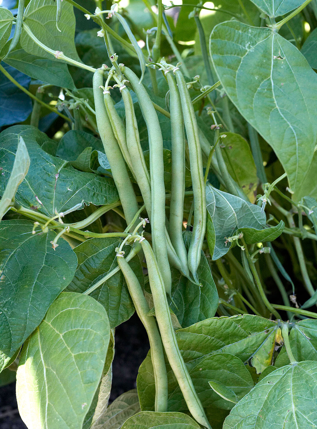 15+Tendergreen Improved Green Bush Bean seeds Stringless Bean Heavy producer USA