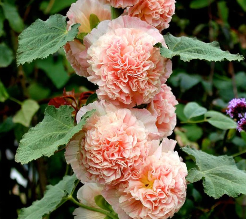Hollyhock CHATER’S DOUBLE SALMON Peony Flowered Blooms Biennial Non-GMO 25 Seeds