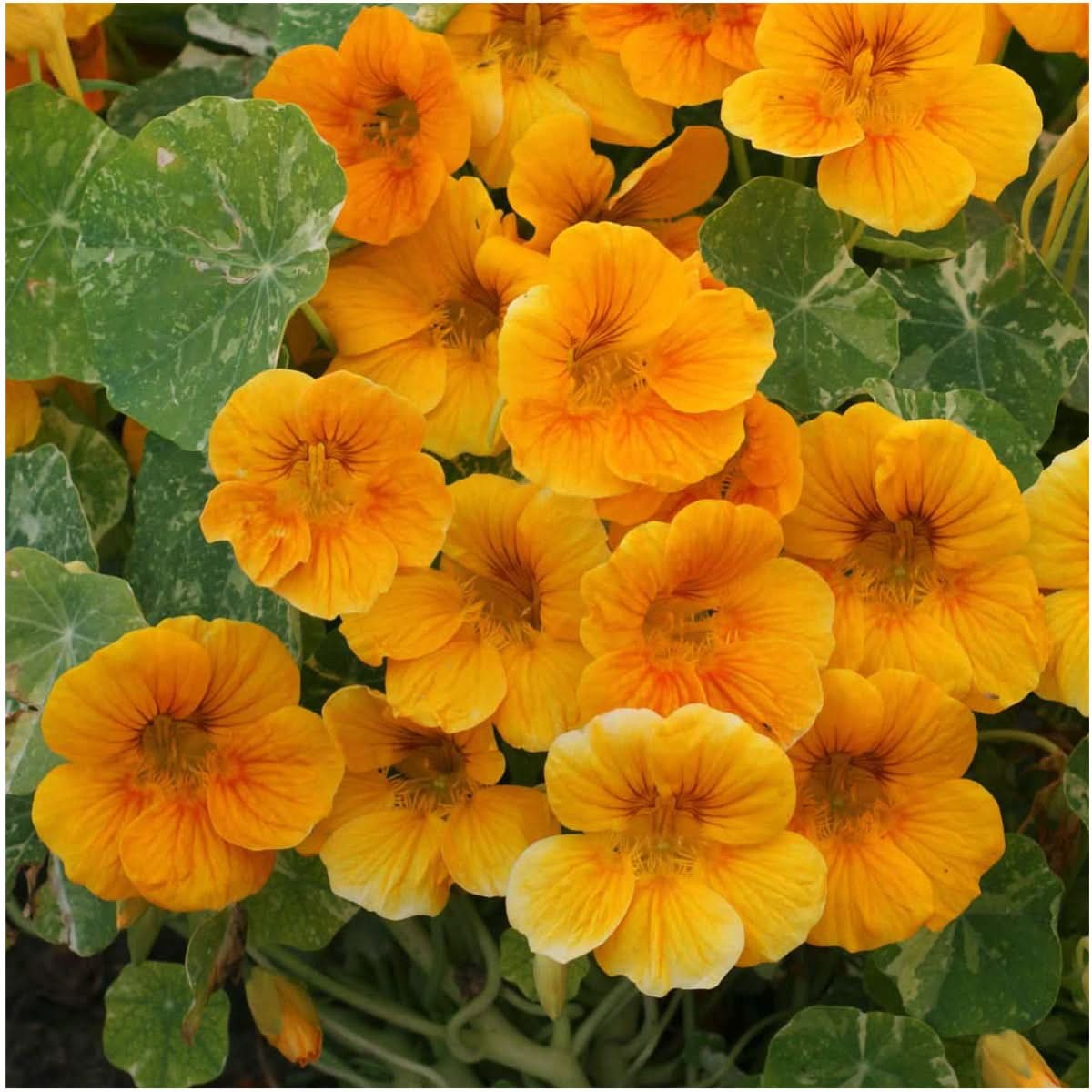 Dwarf Nasturtium – Alaska Gold (Tropaeolum nanum)