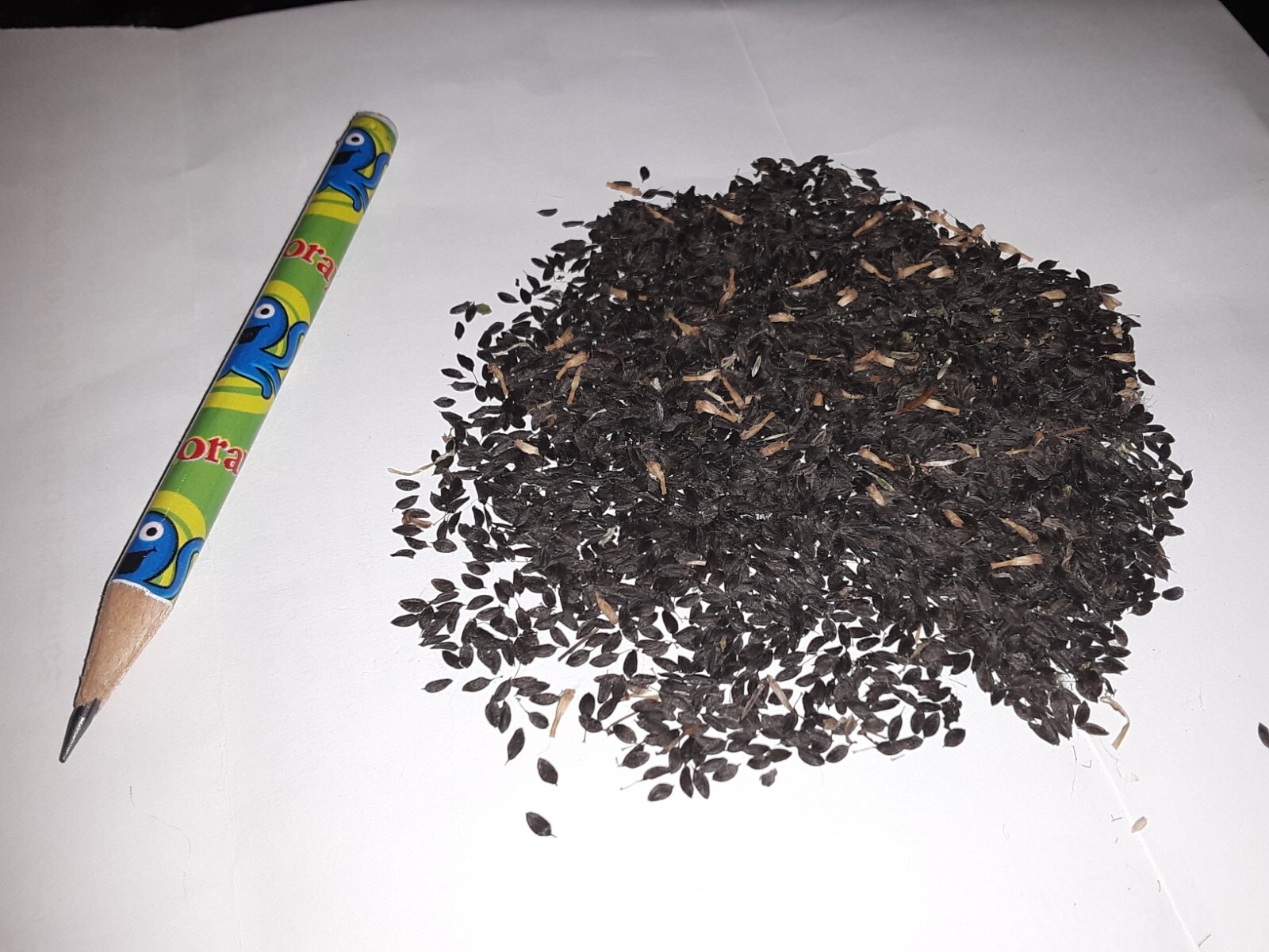 100 Wild/Opium Lettuce Seeds(LactucaVirosa)Medicinal Edible Plant.US grown seeds