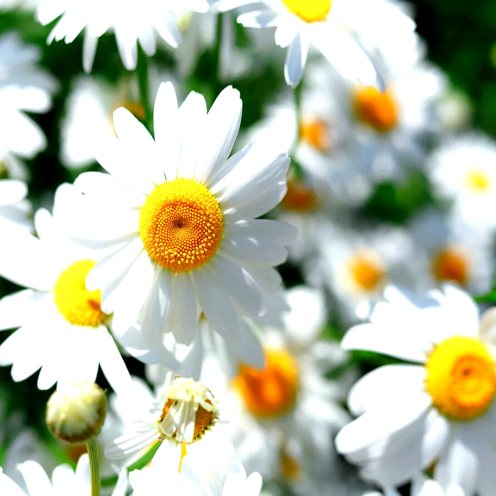 15000 GERMAN CHAMOMILE SEEDS NON-GMO HEIRLOOM FLOWER TEA MEDICINAL HERB CAMOMILE