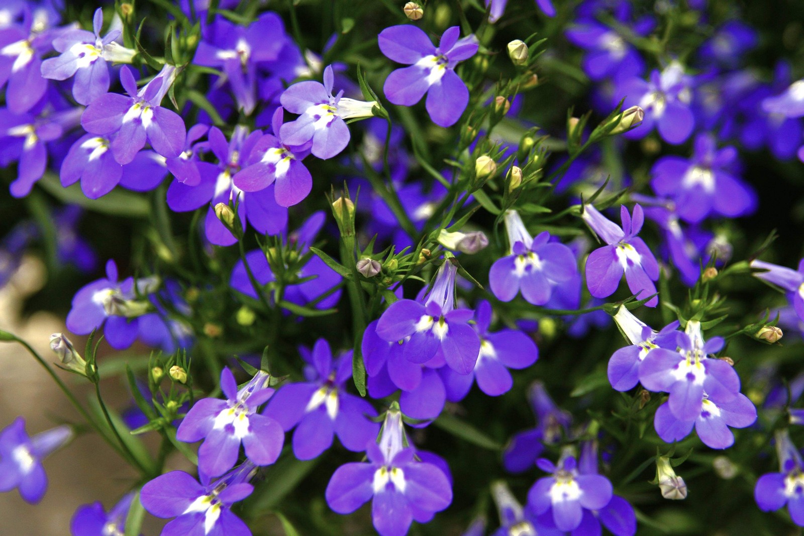 200 MRS CLIBRAN LOBELIA Erinus Lavender Purple & White Flower Seeds *Comb S/H