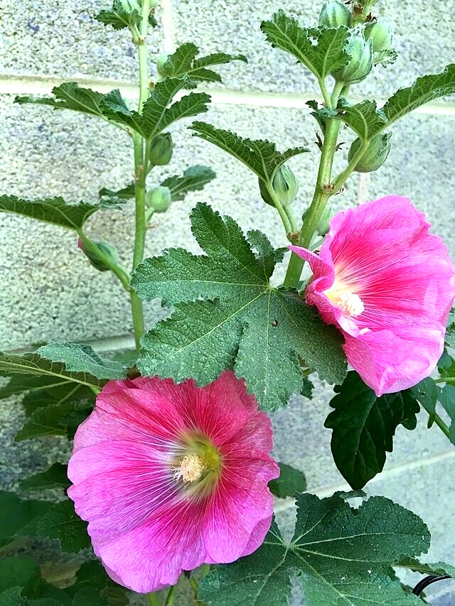 GIANT PINK HOLLYHOCK 50 SEEDS, HARDY PERENNIAL, EZ TO GROW, USA SELLER